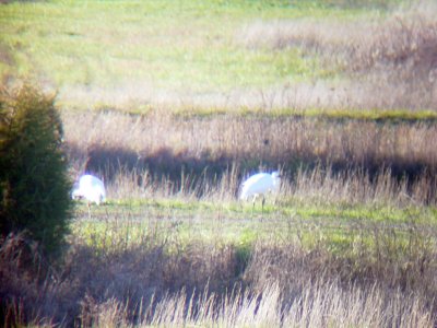Whooping Crane