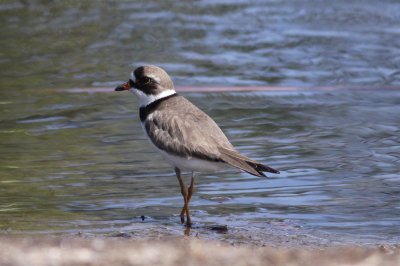Semipalmated Plover