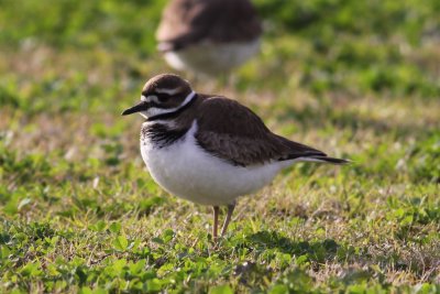 Killdeer