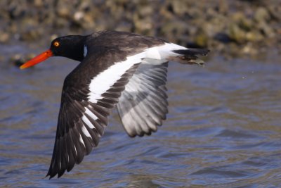 American Oystercatcher