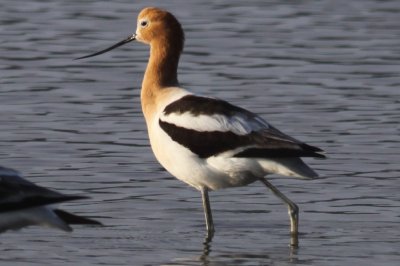 American Avocet