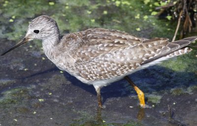 Lesser Yellowlegs