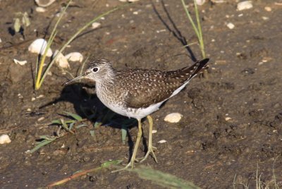 Solitary Sandpiper