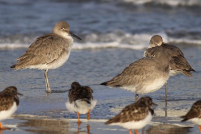 Willet