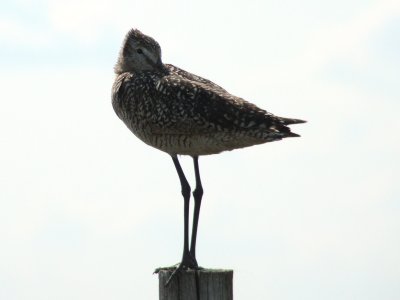 Marbled Godwit
