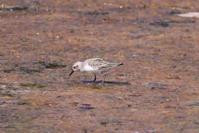 Semipalmated Sandpiper