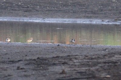 White-rumped Sandpiper