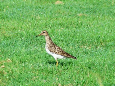 Pectoral Sandpiper