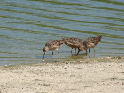 Short-billed Dowitcher