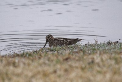Common Snipe