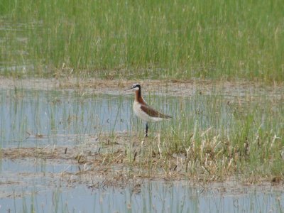 Wilson's Phalarope