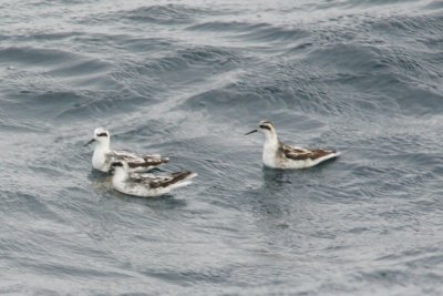 Red-necked Phalarope