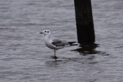 Bonaparte's Gull
