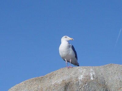 Western Gull