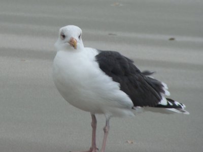 Great Black-backed Gull