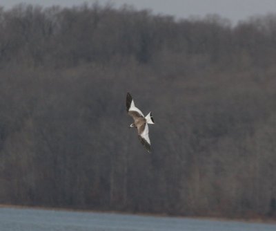 Sabine's Gull