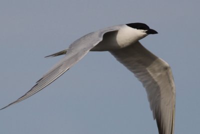 Gull-billed Tern