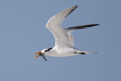 Royal Tern