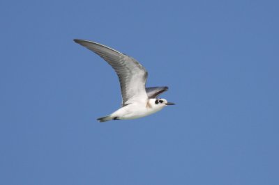 Black Tern