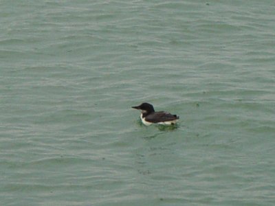 Thick-billed Murre