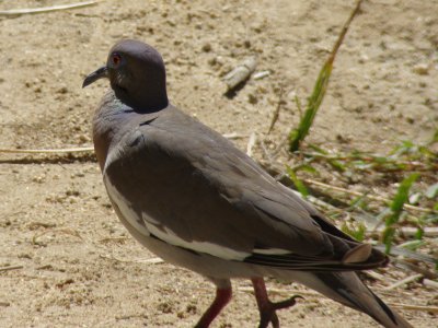 White-winged Dove