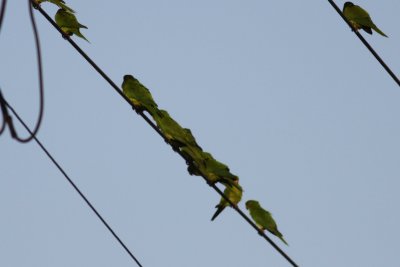 Green Parakeet