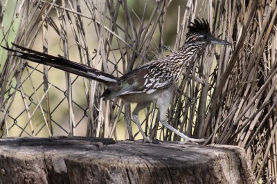 Greater Roadrunner