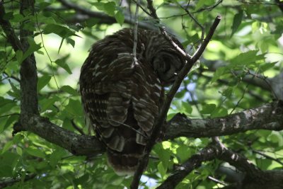 Barred Owl