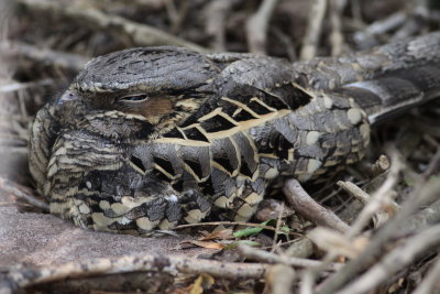 Nightjars