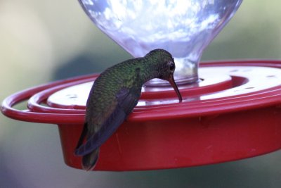 Buff-bellied Hummingbird