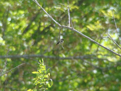 Ruby-throated Hummingbird