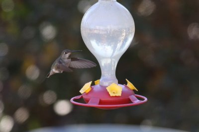 Anna's Hummingbird