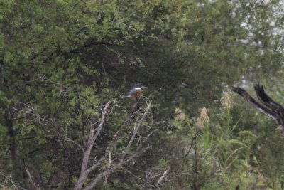 Kingfishers