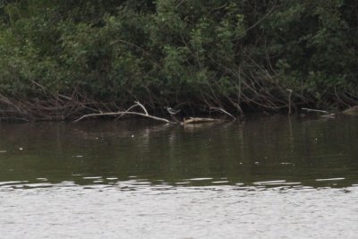 Amazon Kingfisher