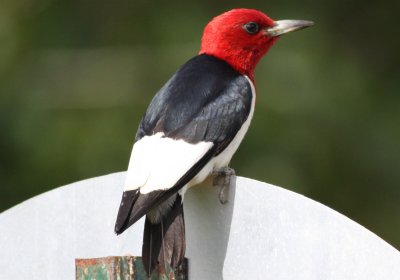 Woodpeckers