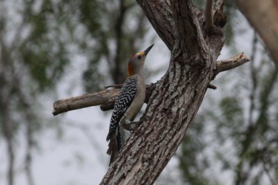 Golden-fronted Woodpecker