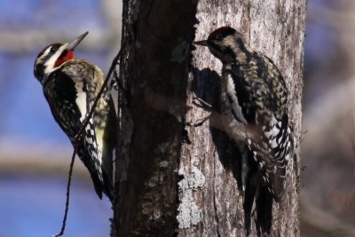 Yellow-bellied Sapsucker