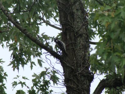 Hairy Woodpecker