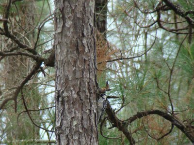 Red-cockaded Woodpecker