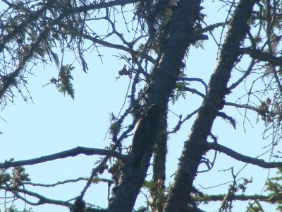 Three-toed Woodpecker