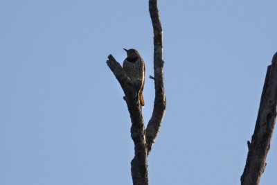 Northern Flicker
