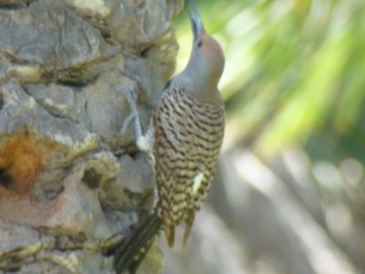 Gilded Flicker