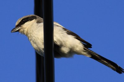 Shrikes