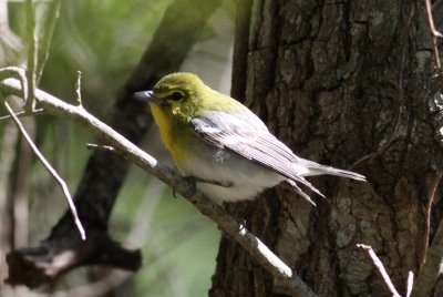 Yellow-throated Vireo