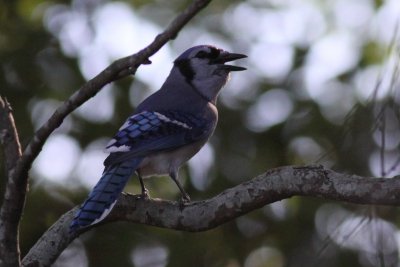 Blue Jay