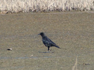 American Crow