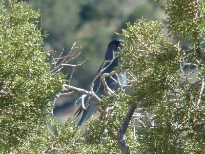 Pinyon Jay