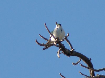 Violet-green Swallow