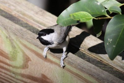 Chickadees and Titmice