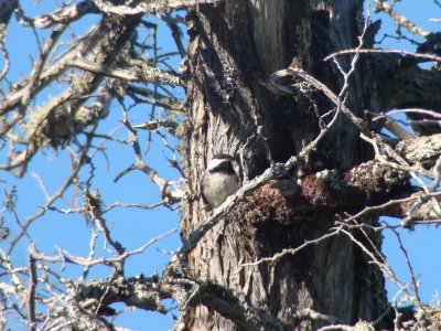 Black-capped Chickadee